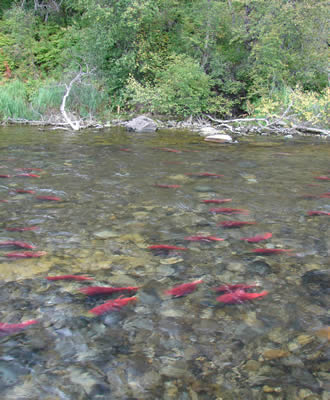 Kobuk River